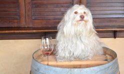 The Santa Cruz Mountain Tour